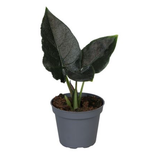 Alocasia chienlii 'Antoro velvet'