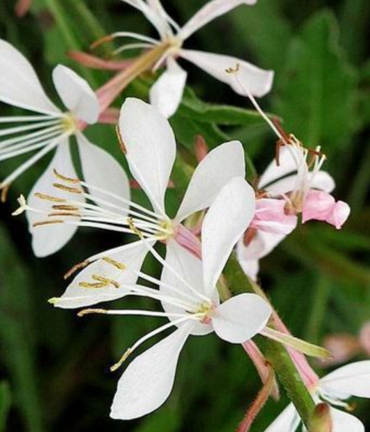 Gaura lindheimeri 'Butterfly White'