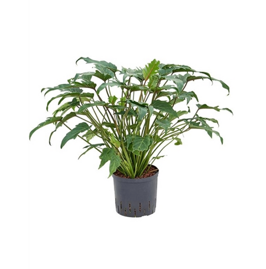 Philodendron bipinnatifidum