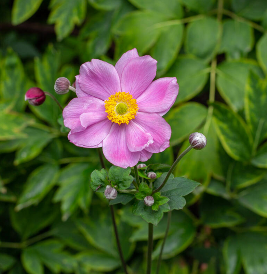 Anemone hupehensis