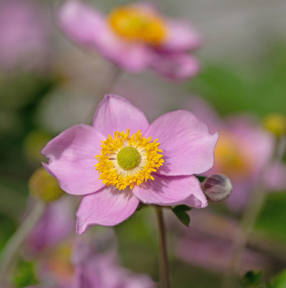 Anemone hupehensis