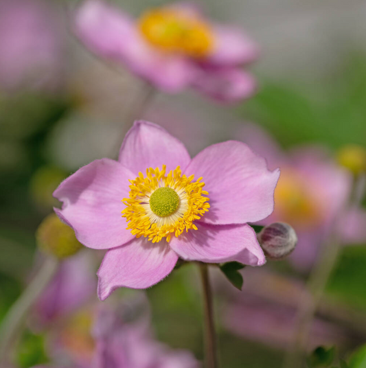 Anemone hupehensis