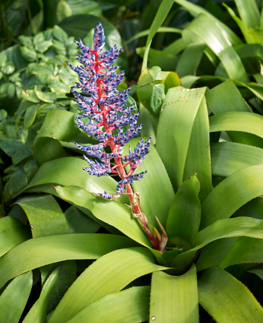 Aechmea 'Blue Rain'