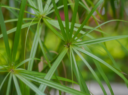 Cyperus alternifolius