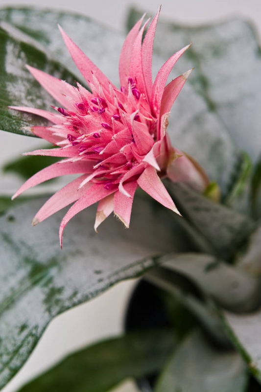Aechmea fasciata 'Primera'