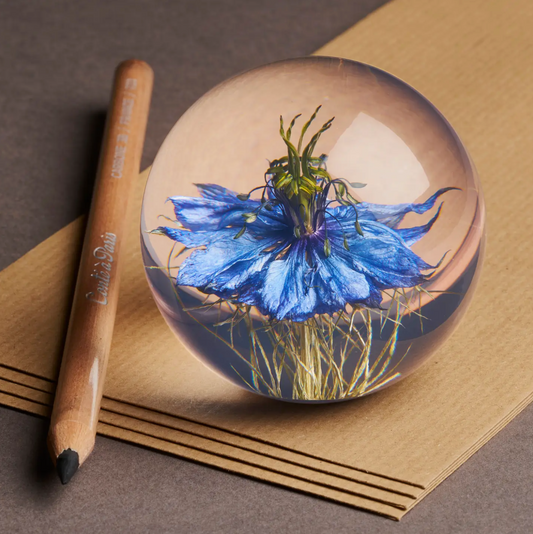 Presse papier: Nigelle