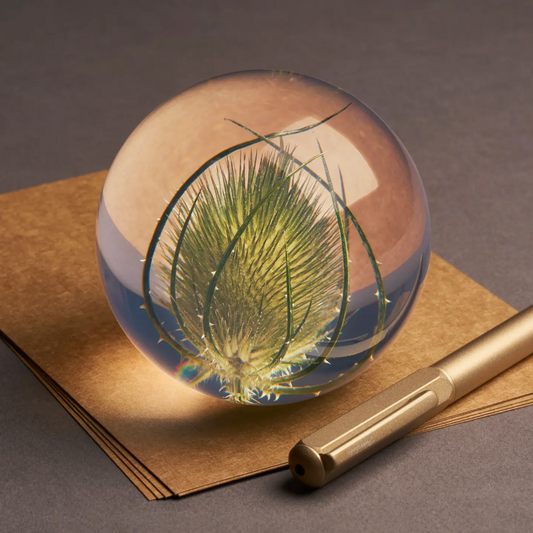 Presse papier: Dipsacus