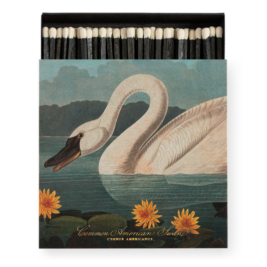 Common American Swan