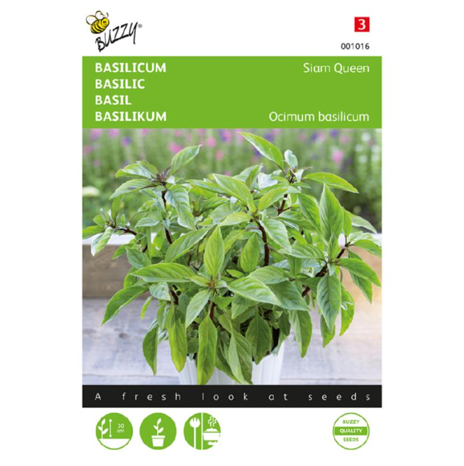 Basilicum 'Siam Queen'