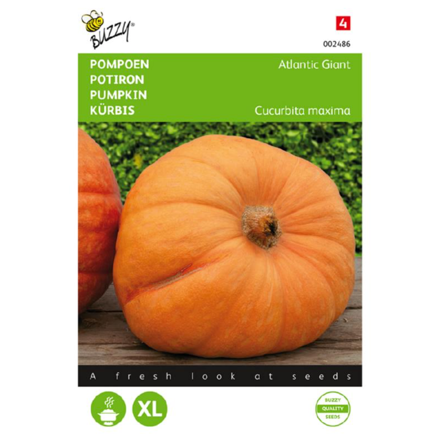 Pompoen 'Atlantic Giant'
