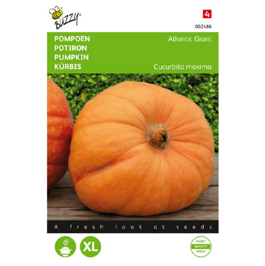 Pompoen 'Atlantic Giant'