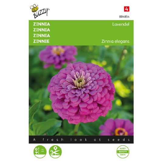 Zinnia elegans 'Lavendel'