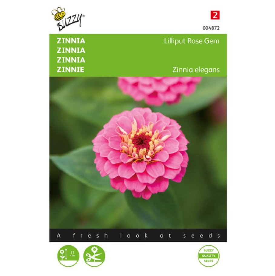 Zinnia elegans 'Lilliput Rose Gem'