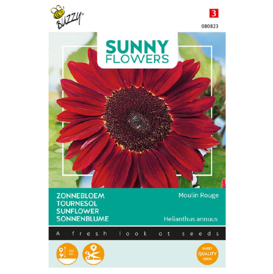 Zonnebloem 'Moulin Rouge'