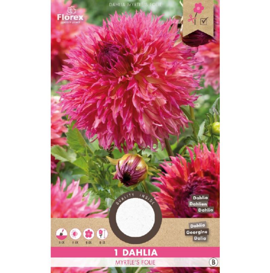 Dahlia Cactus 'Myrtle's Folie'