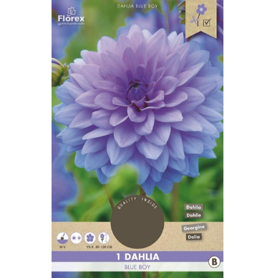 Dahlia 'Blue Boy'
