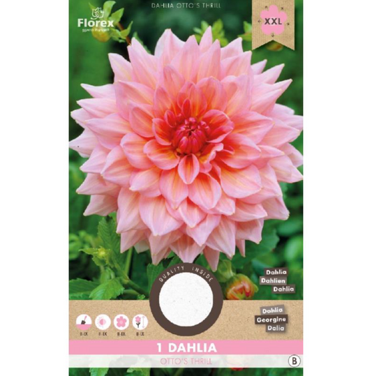 Dahlia 'Otto's Thrill' (Roze)