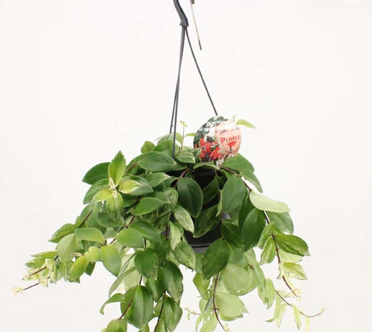 Aeschynanthus pulcher 'variegata'