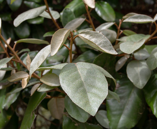 Elaeagnus × submacrophylla