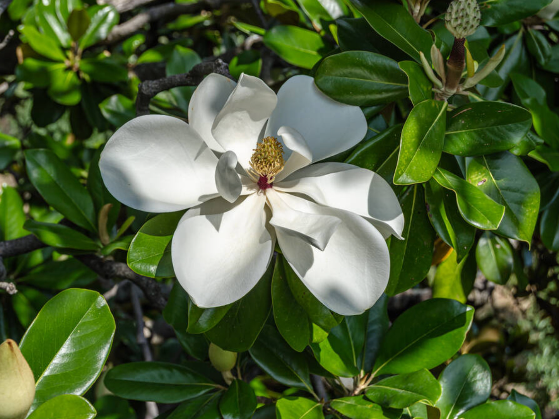 Magnolia grandiflora 'Galissoniere'