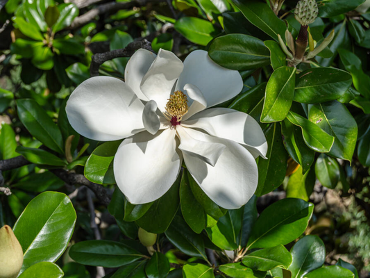 Magnolia grandiflora 'Galissoniere'