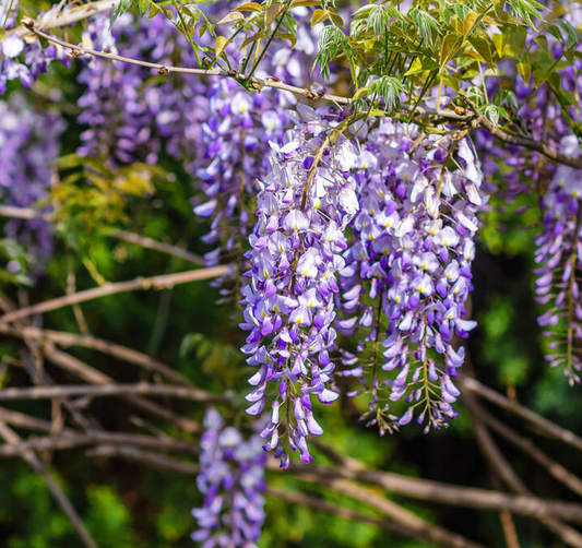 Wisteria sinensis 'Prolific'