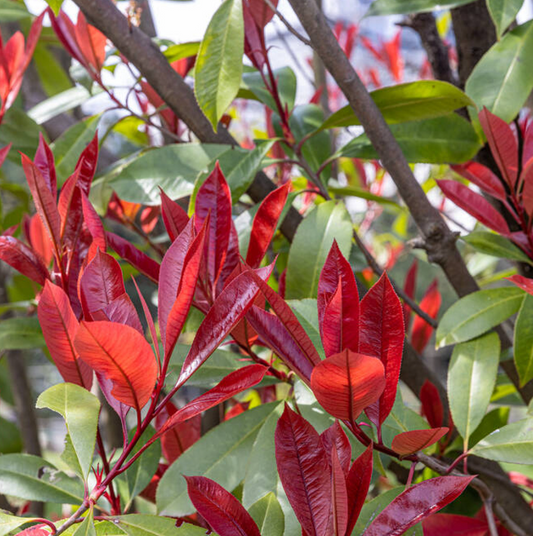 Photinia x fraseri ' Red Robin'