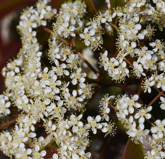 Photinia x fraseri ' Red Robin'
