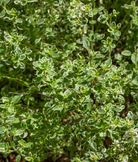 Citroentijm (Thymus x citriodorus 'Silver Queen')