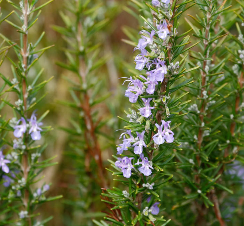 Rozemarijn (Salvia rosmarinus)