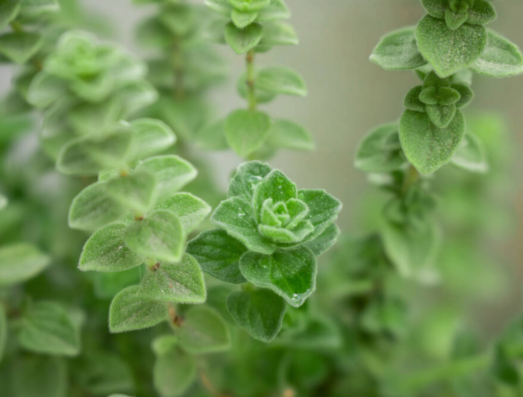 Oregano / wilde marjonein (Origanum vulgare)