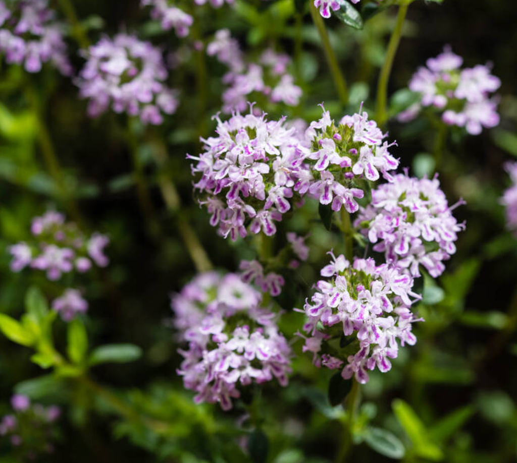 Bergbonenkruid (Satureja montana)