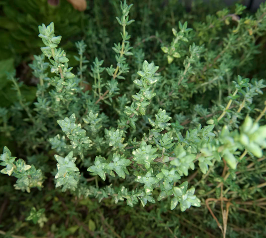 Tijm (Thymus vulgaris)