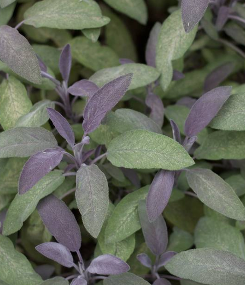 Purperen Salie (Salvia officinalis 'Purpurascens')