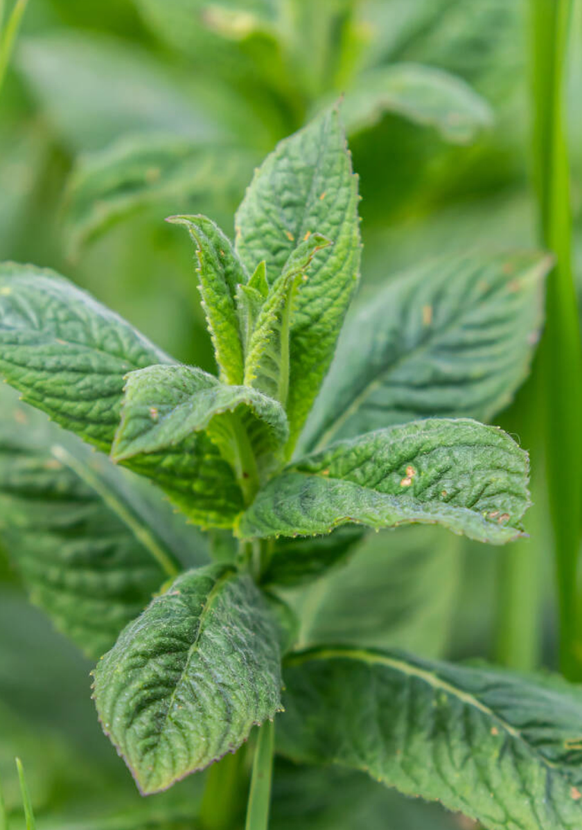 Marokkaanse munt (Mentha spicata 'Moroccan')