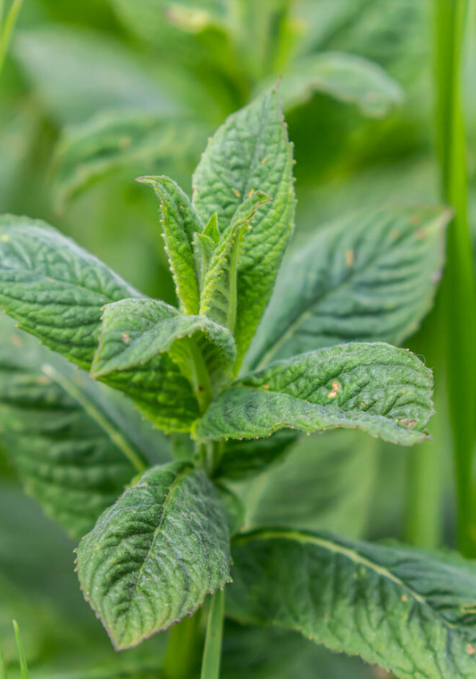 Marokkaanse munt (Mentha spicata 'Moroccan')