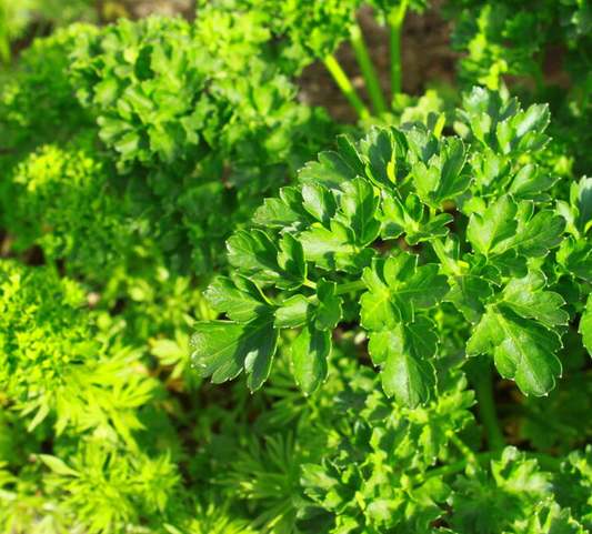 Krulpeterselie (Petroselinum crispum)