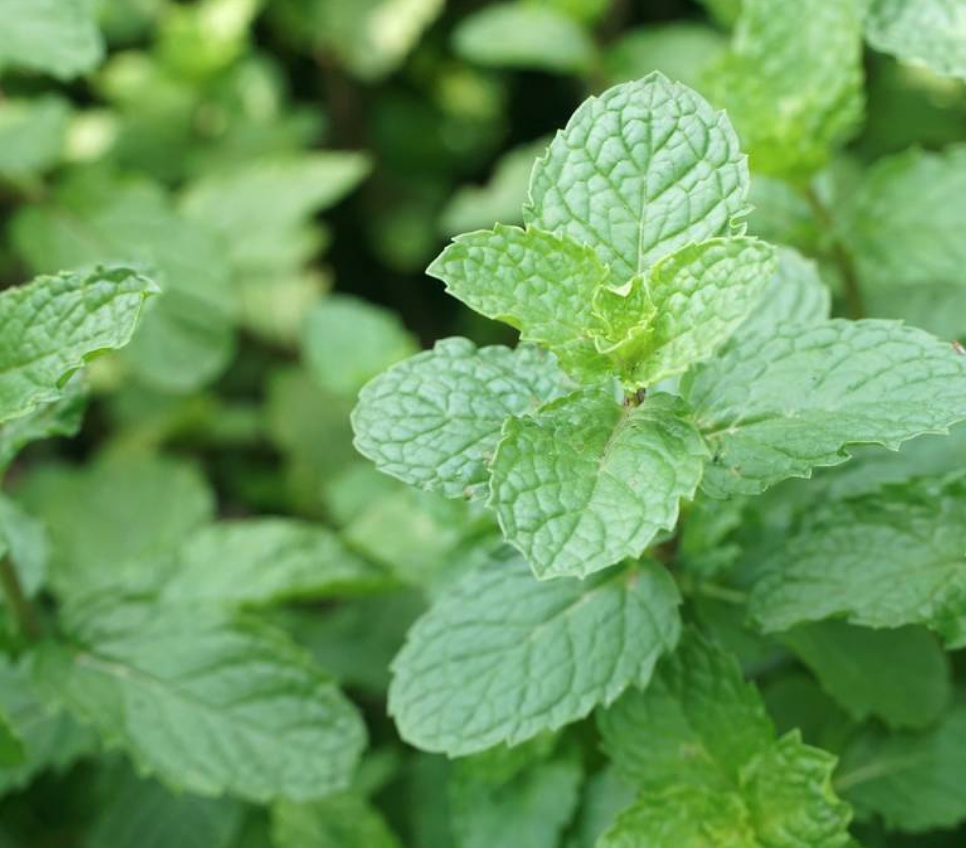Citroenmelisse (Melissa officinalis)