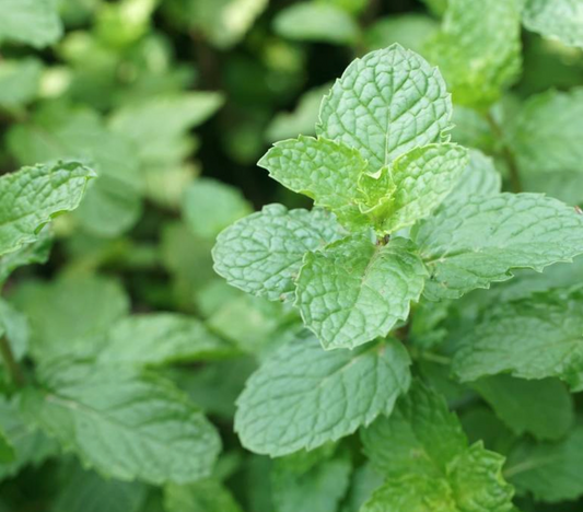 Citroenmelisse (Melissa officinalis)