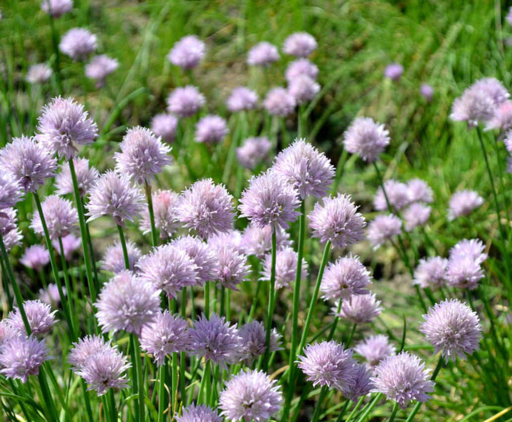 Bieslook (Allium schoenoprasum)