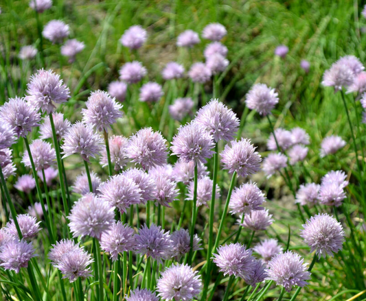 Bieslook (Allium schoenoprasum)