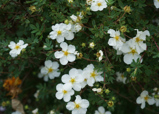 Potentilla frut. 'Tilford Cream'