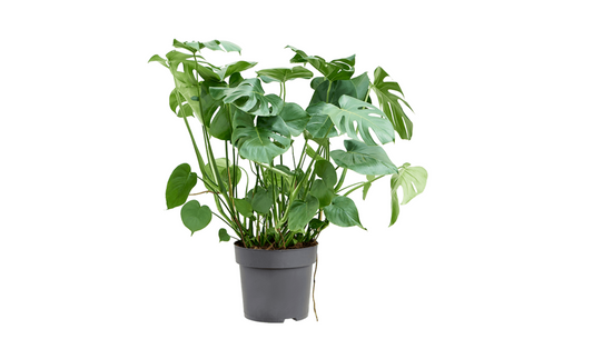 Monstera deliciosa
