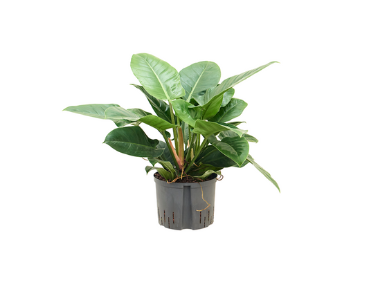 Philodendron erubescens 'Imperial Green'