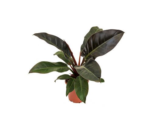 Philodendron erubescens 'Imperial Red'