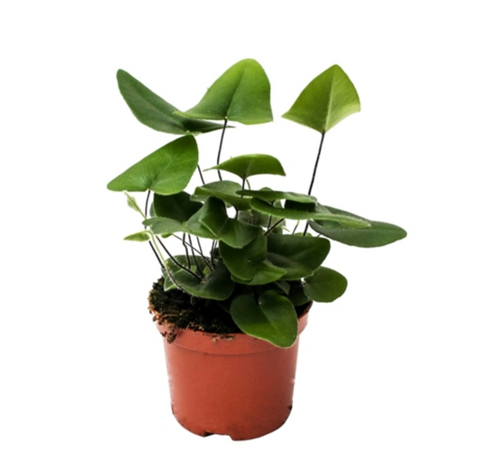 Hemionitis arifolia