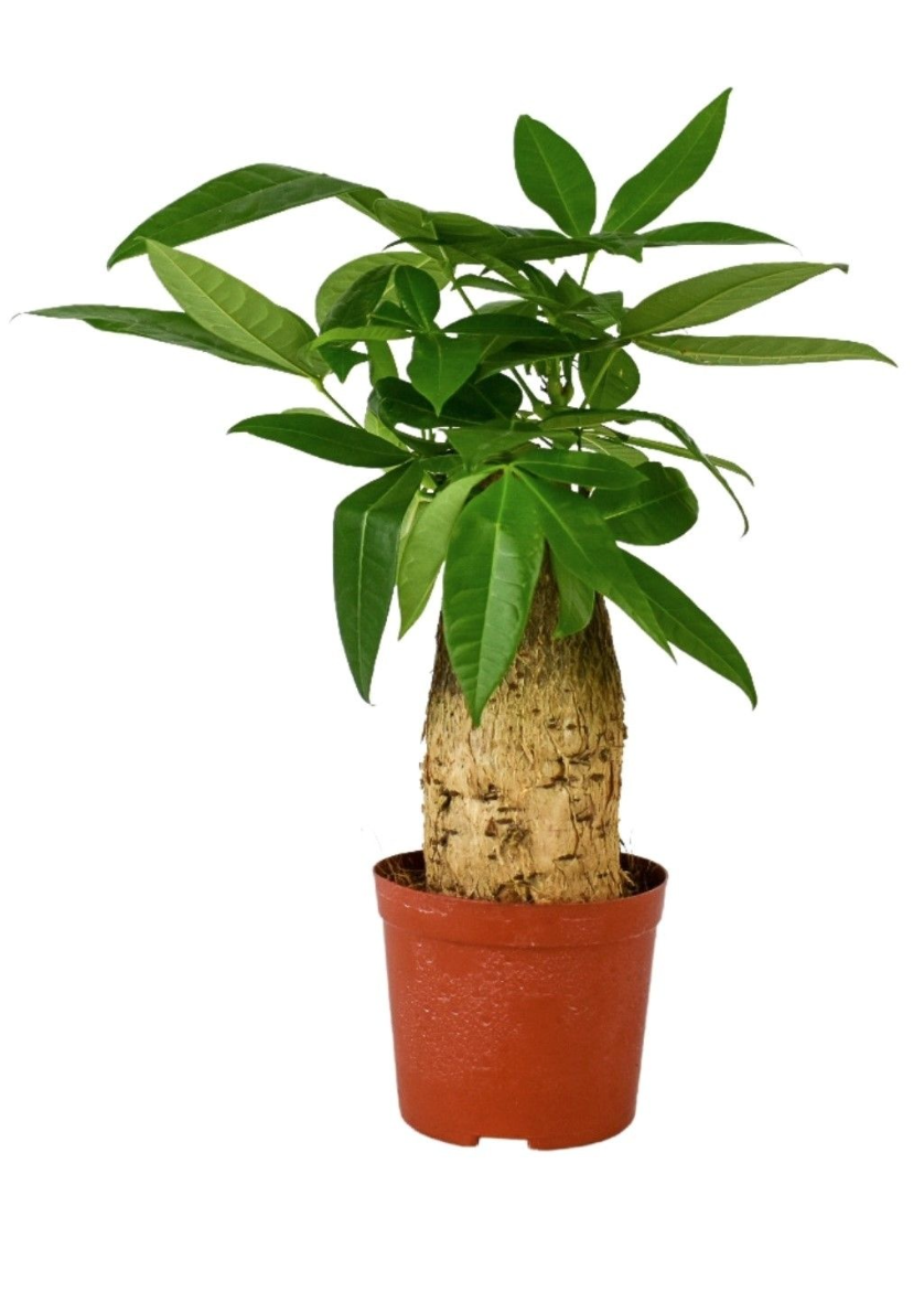 Pachira aquatica