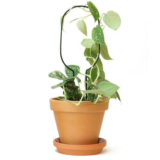 Mini plant stake zwart - Hoop