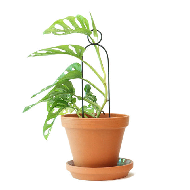 Mini plant stake zwart - Pompom