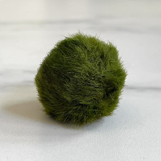 Marimo mosbal